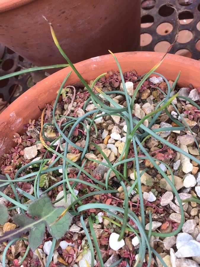 Narcissus elegans — search result for 'Narcissus'