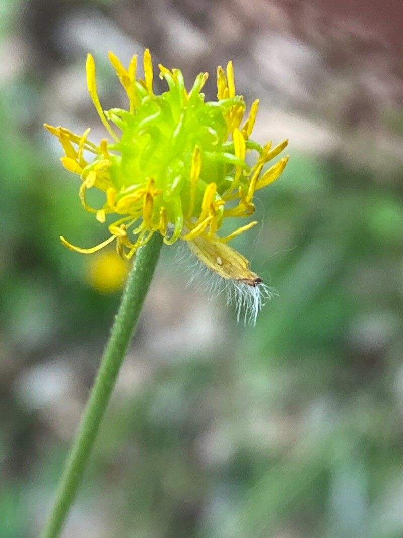 Ranunculus aduncus fruit