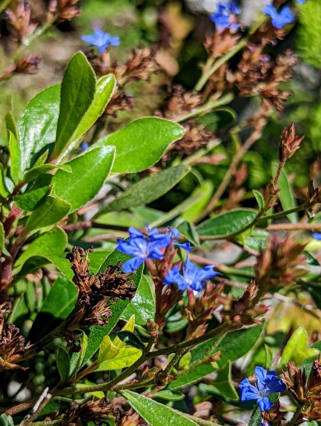 Ceratostigma minus leaf