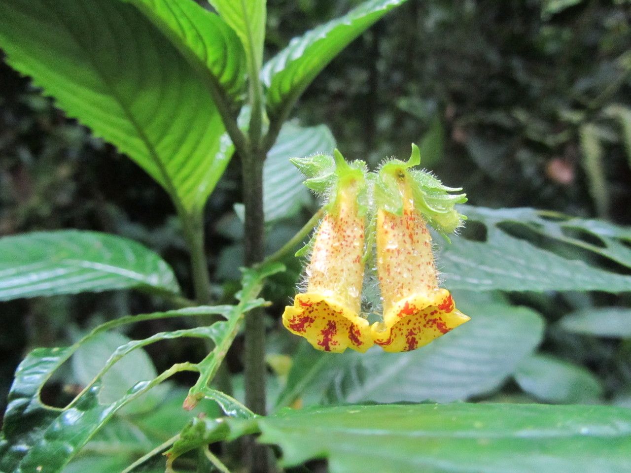 Gasteranthus wendlandianus flower