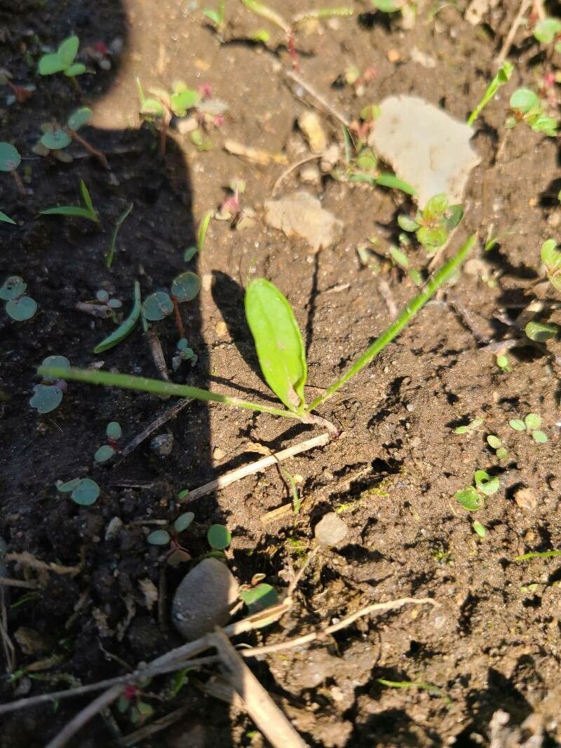 Polygonum orientale — search result for 'Uzbekistan'