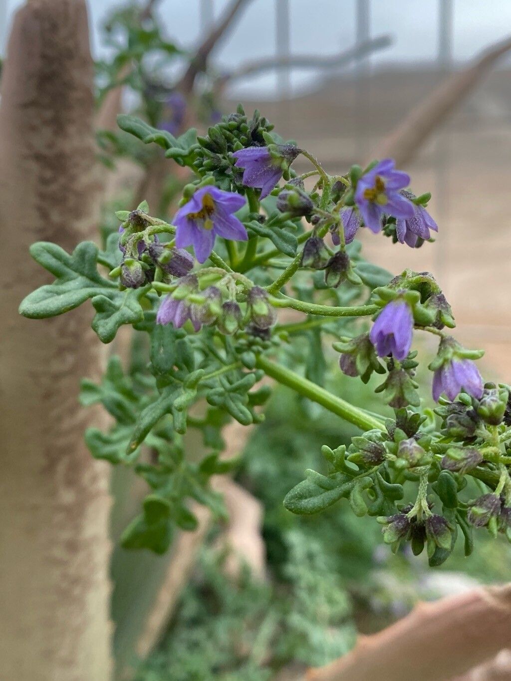 Solanum brachyantherum flower