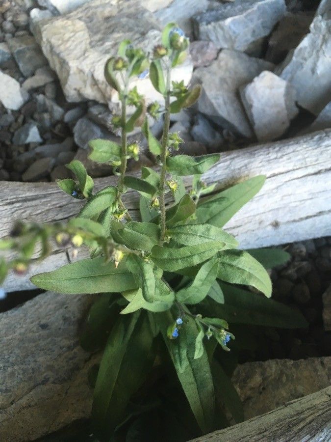 Hackelia deflexa — related species from the same genus