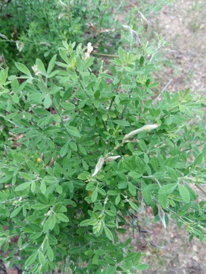 Cytisus villosus leaf