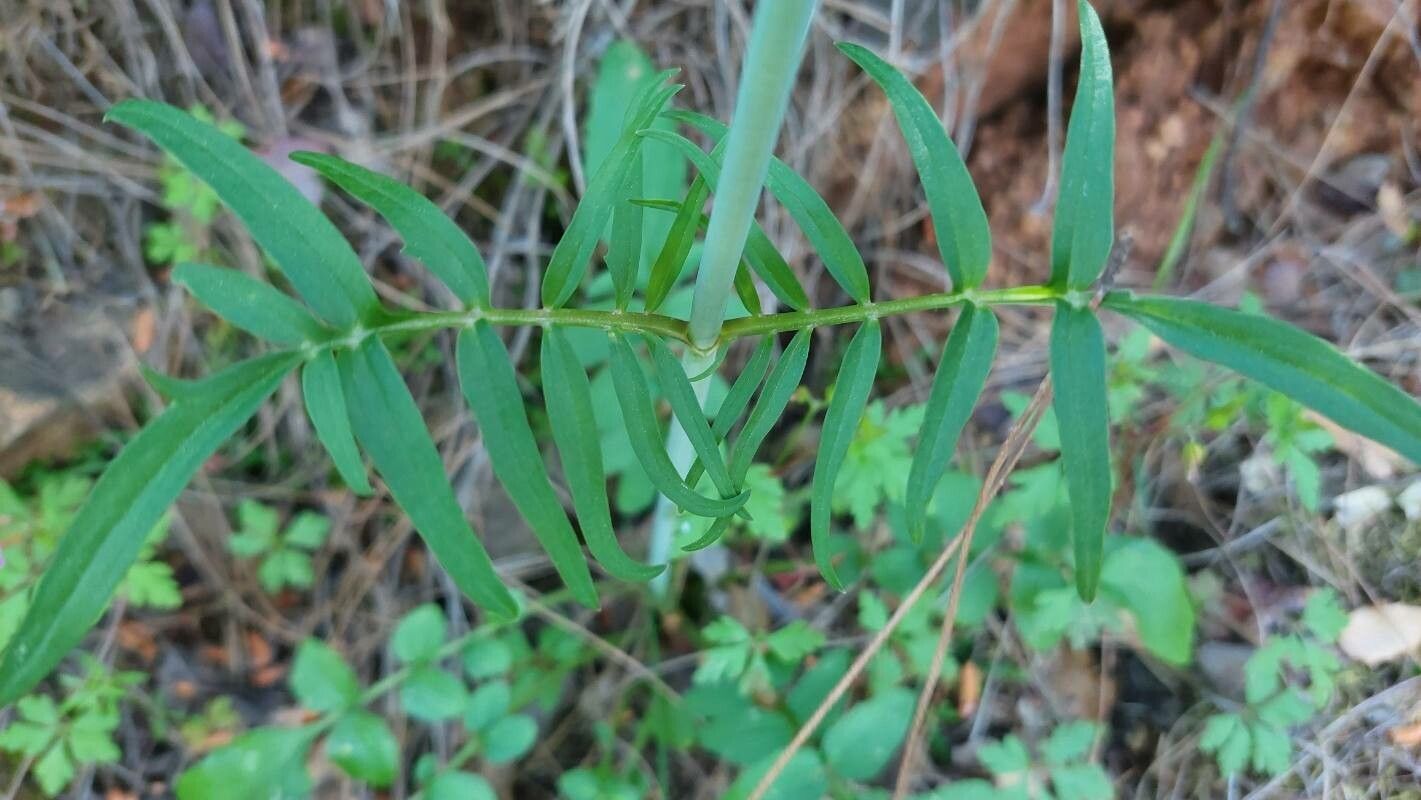Valeriana italica leaf