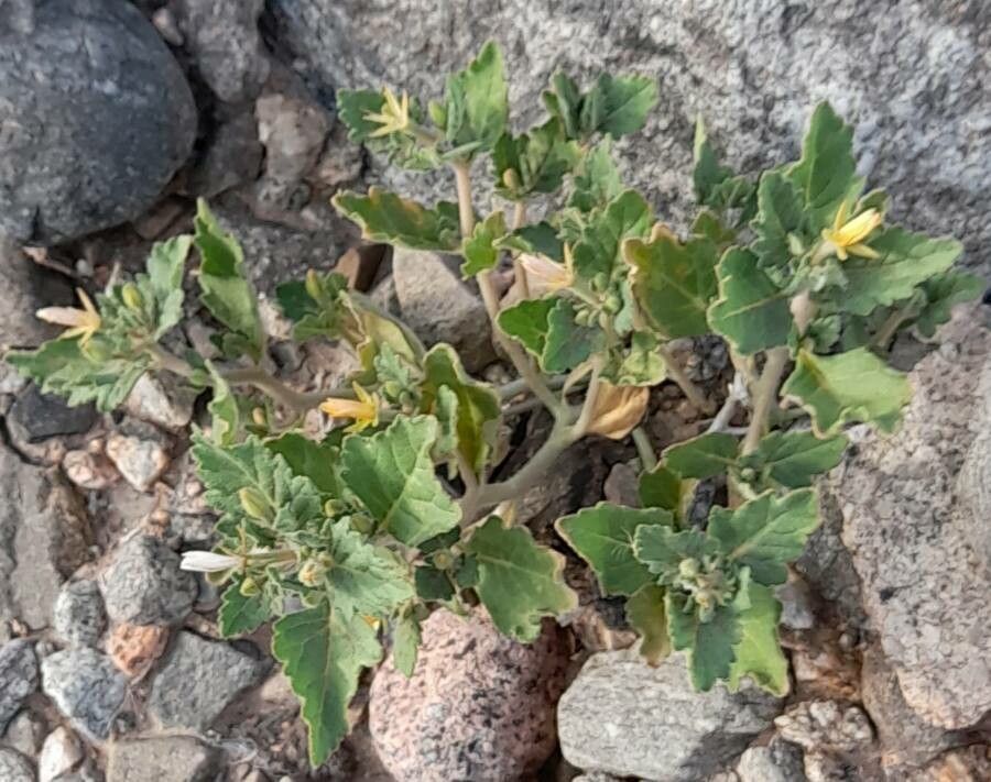 Mentzelia parvifolia habit