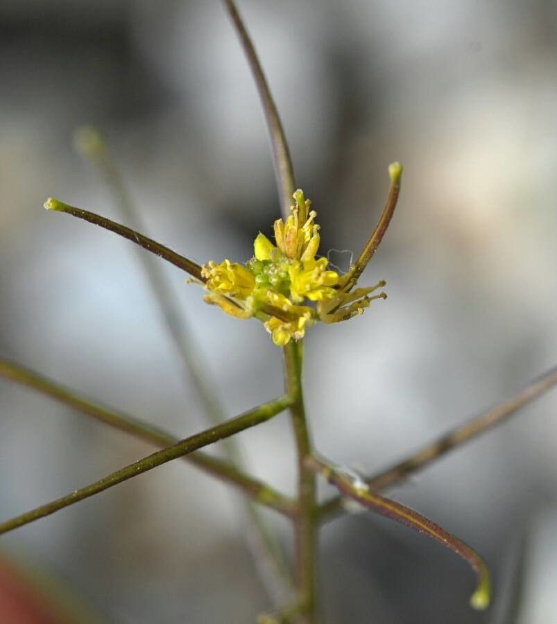 Sisymbrium erysimoides flower