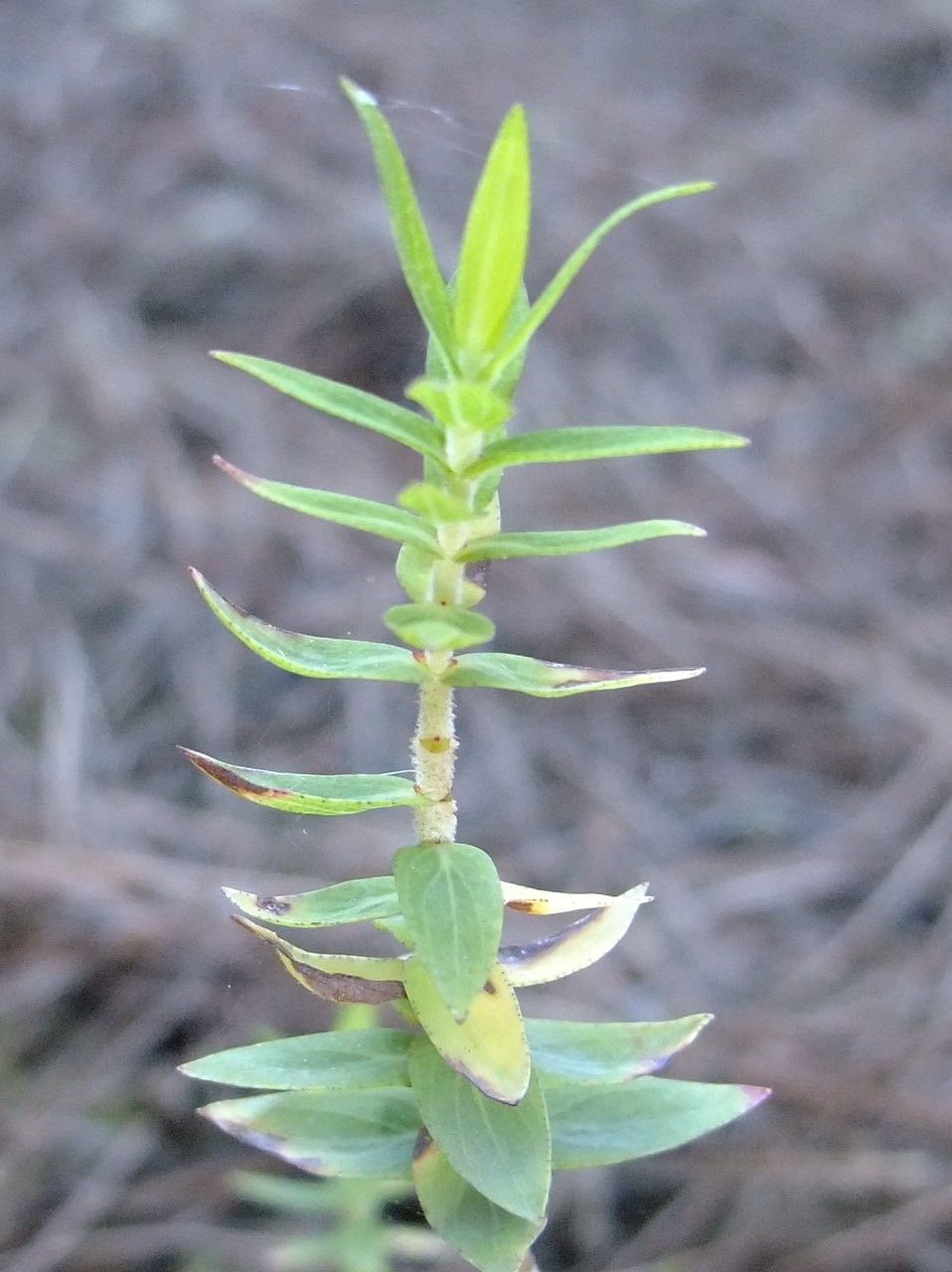 Hypericum reflexum bark
