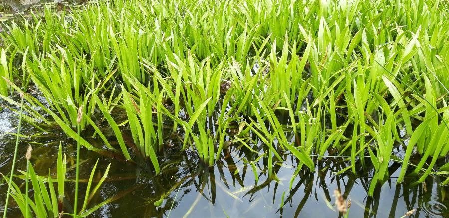 Stratiotes aloides habit
