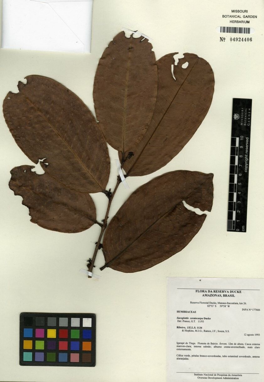 Sacoglottis ceratocarpa — related species from the same genus