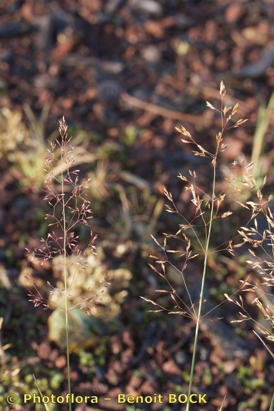Agrostis marysae-tortiae other