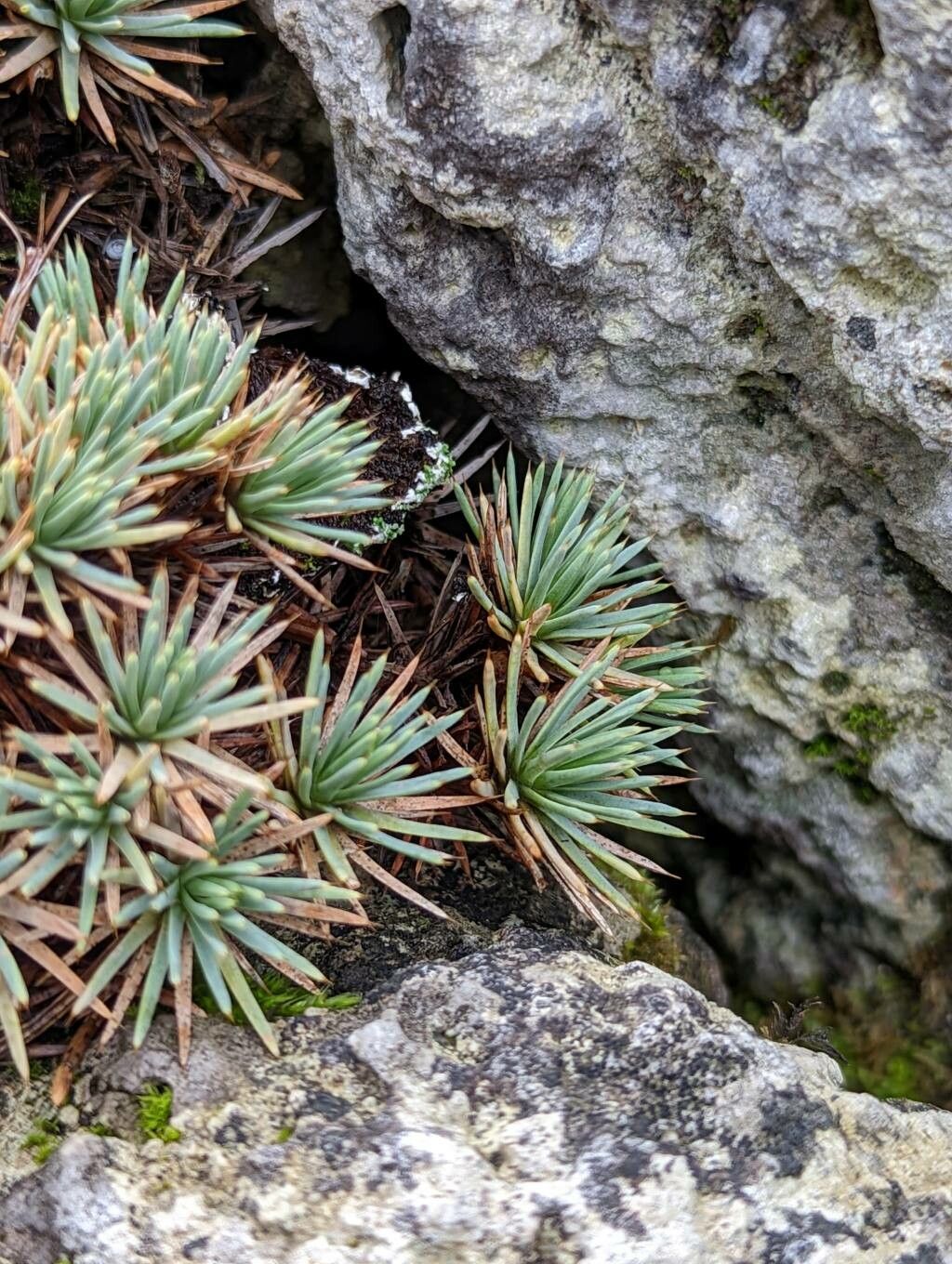 Acantholimon erinaceum — houseplant care guide