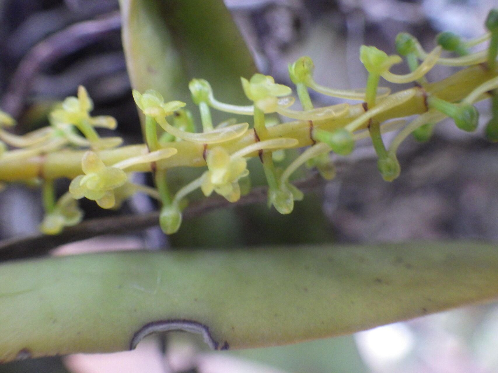Diaphananthe odoratissima flower