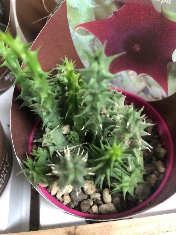 Huernia penzigii — search result for 'Huernia'
