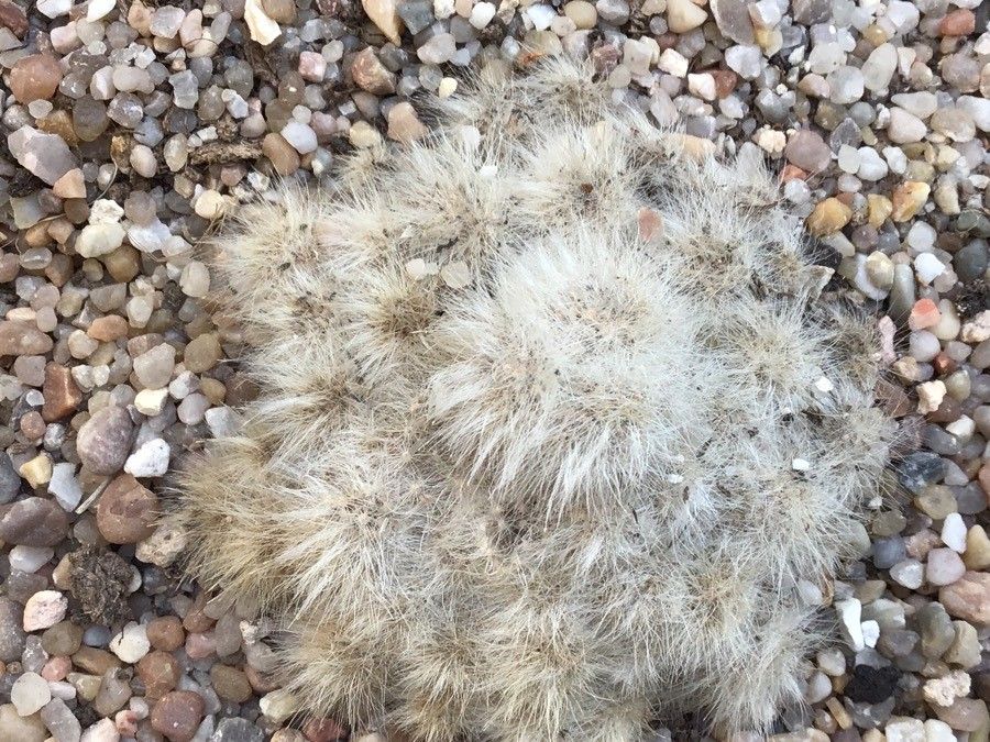 Mammillaria albicoma