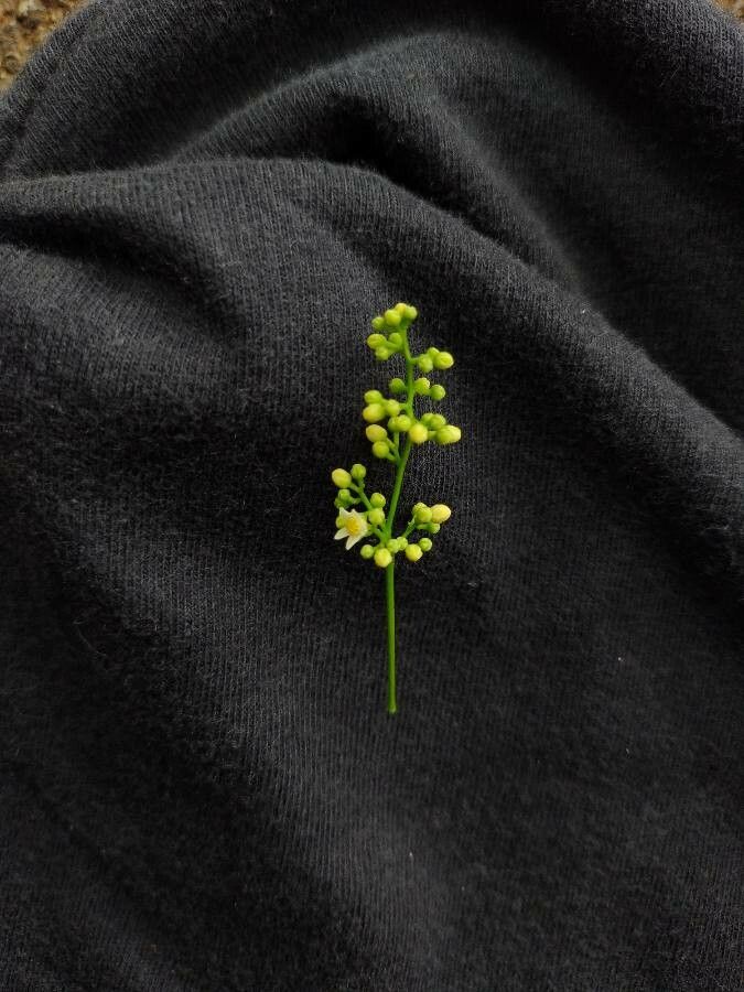 Trichilia elegans flower