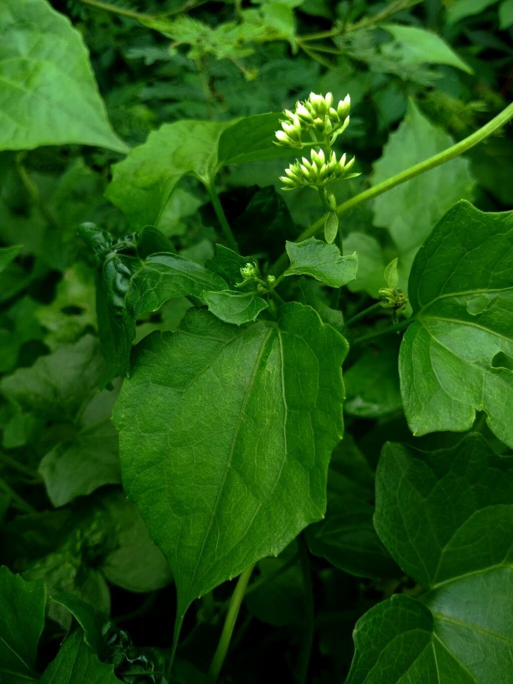 Mikania Micrantha — search result for 'South Asia'