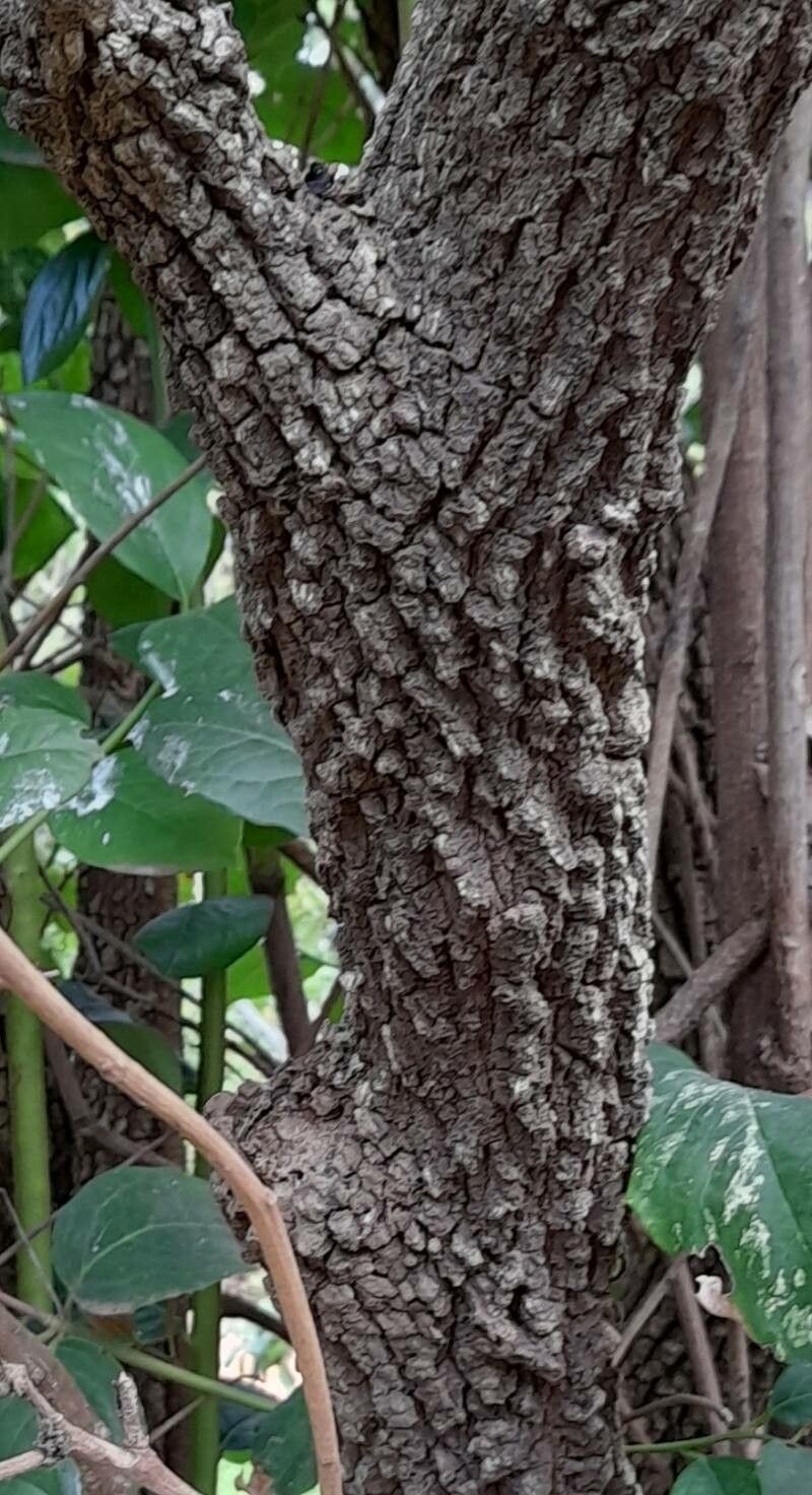 Citronella mucronata bark