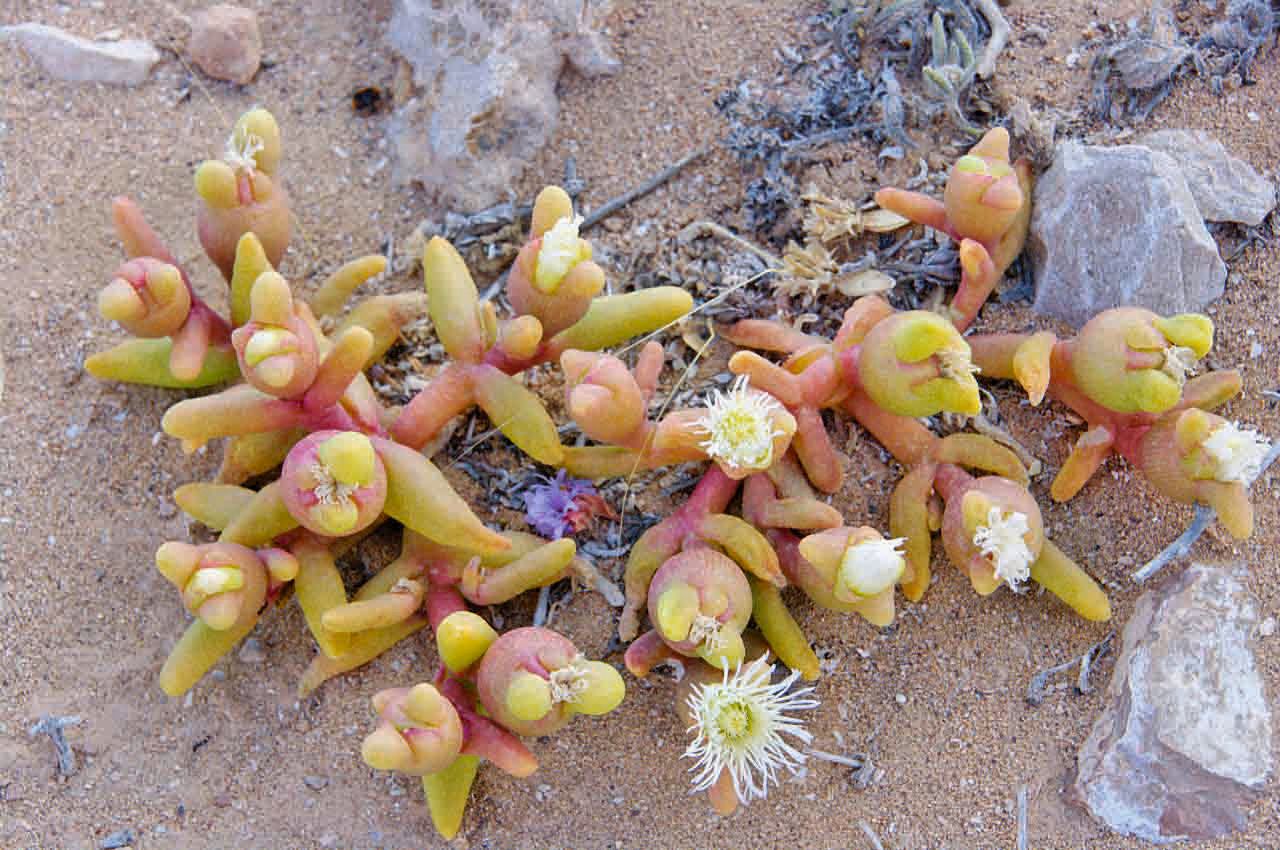 Mesembryanthemum cryptanthum fruit