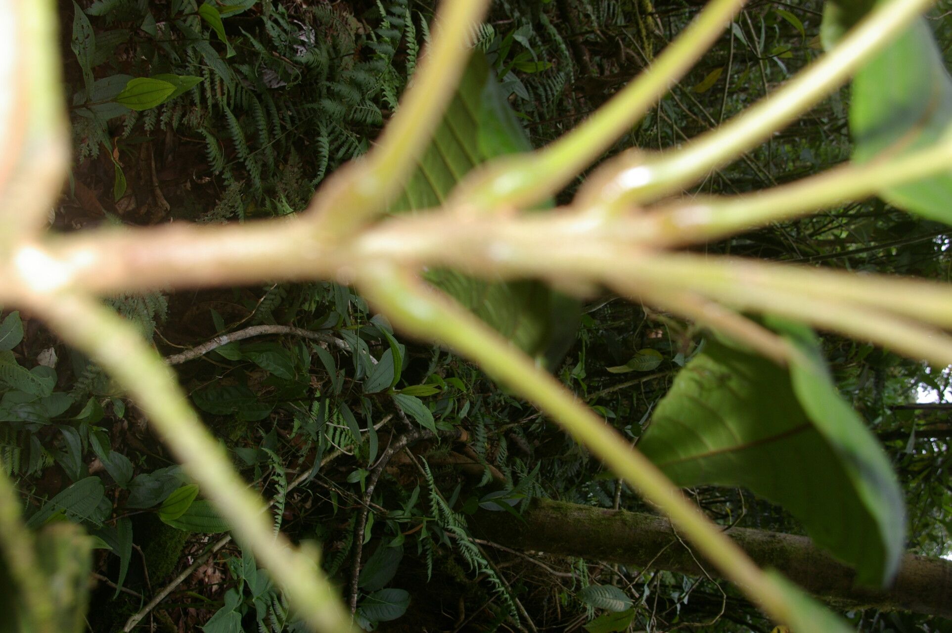 Meliosma depressiva bark