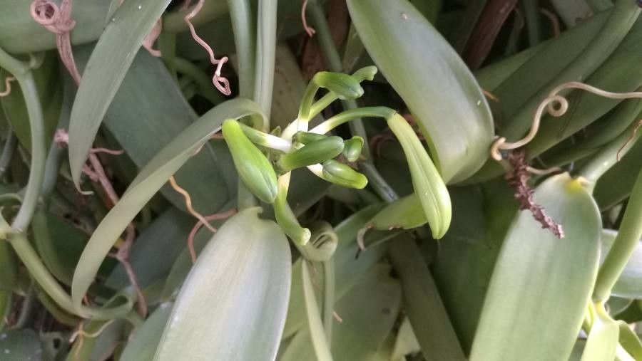 Vanilla planifolia flower