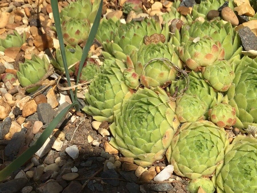 Sempervivum × giuseppii — search result for 'Sempervivum'