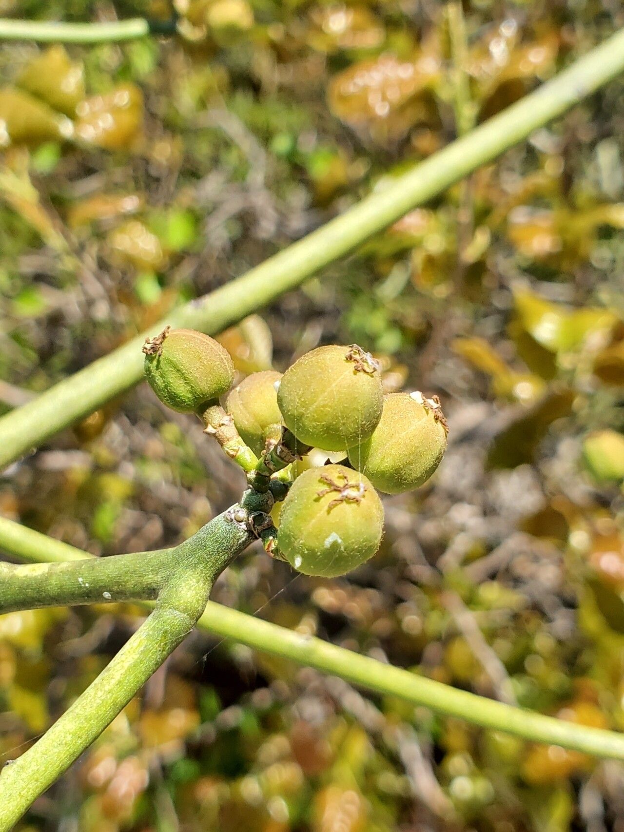 Euphorbia boinensis — houseplant care guide