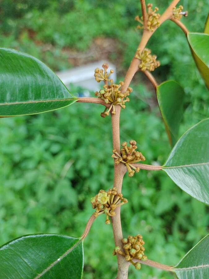 Chrysophyllum mexicanum flower