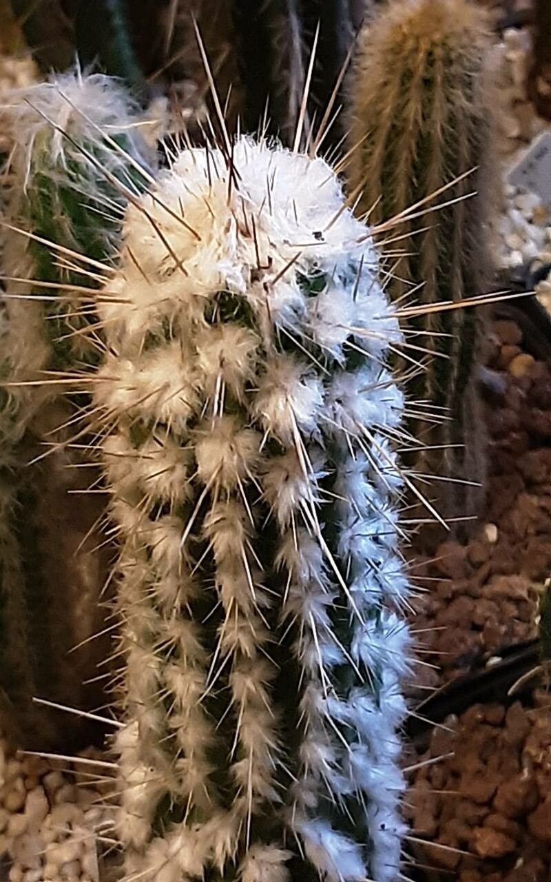 Eulychnia ritteri habit