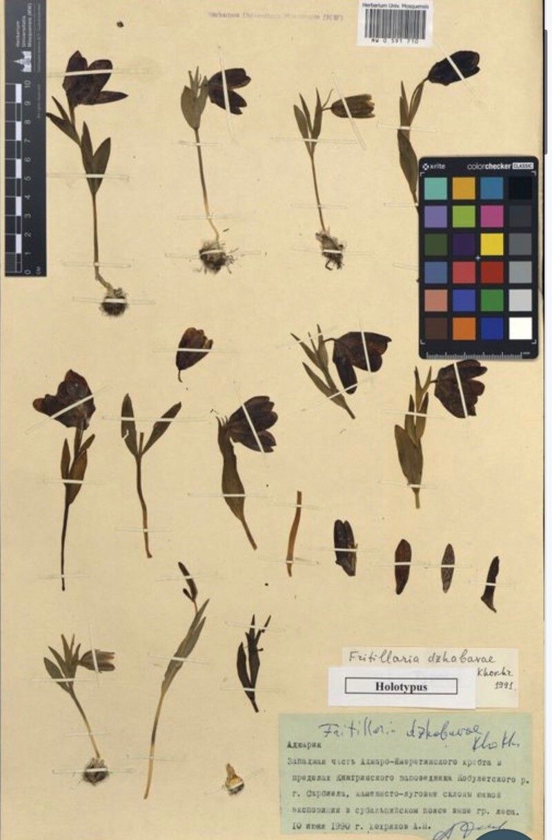 Fritillaria dzhabavae — search result for 'Fritillaria'