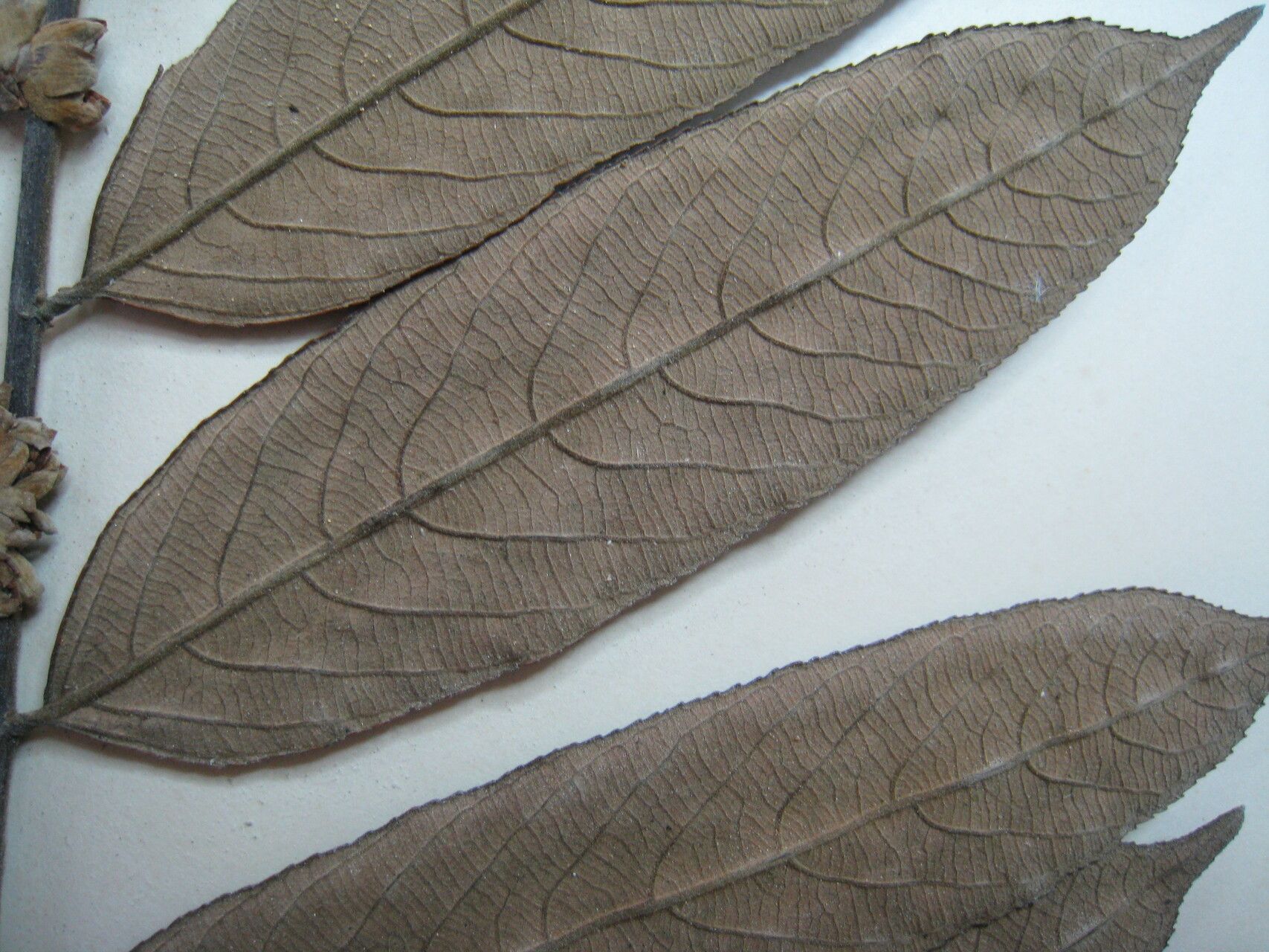 Casearia grandiflora other