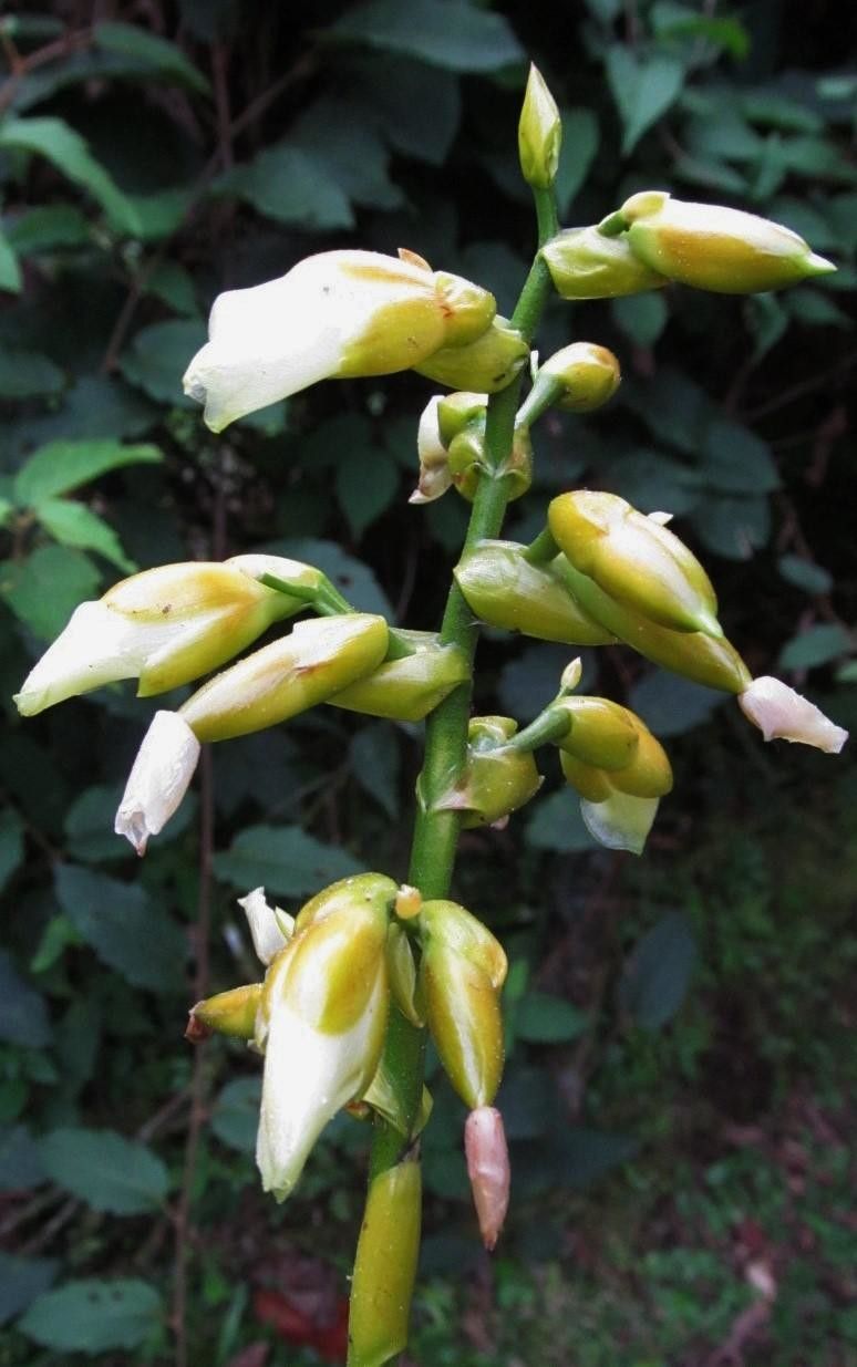 Werauhia greenbergii flower