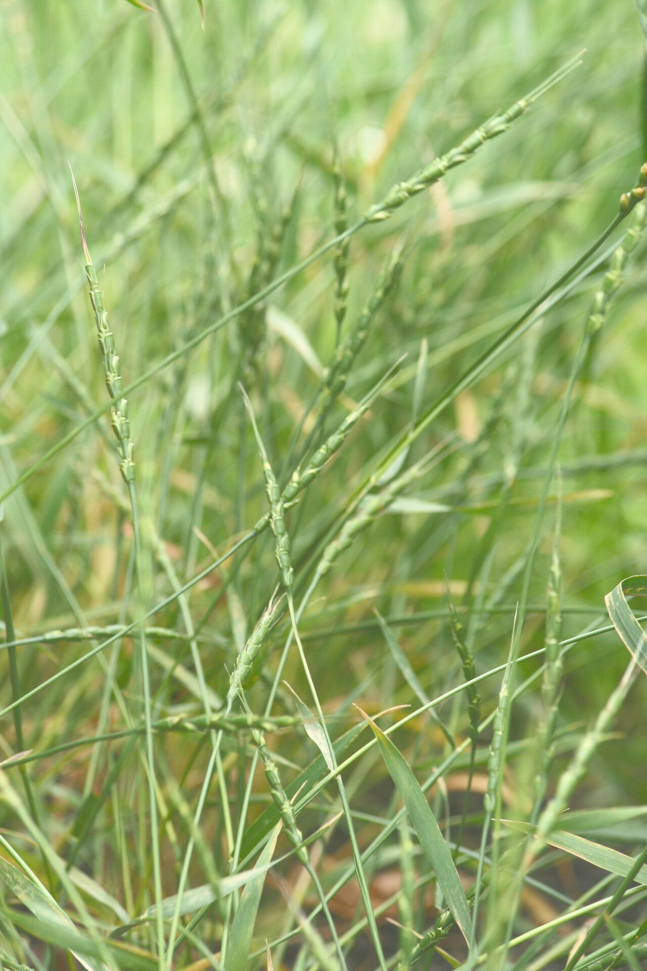 Aegilops tauschii flower