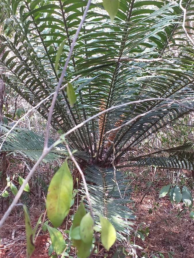 Encephalartos hildebrandtii — search result for 'Zamiaceae'