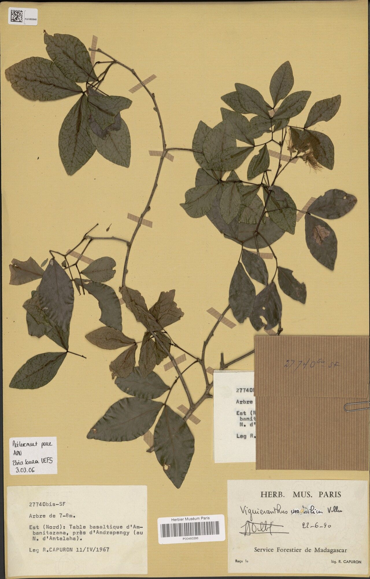 Viguieranthus umbilicus — houseplant care guide