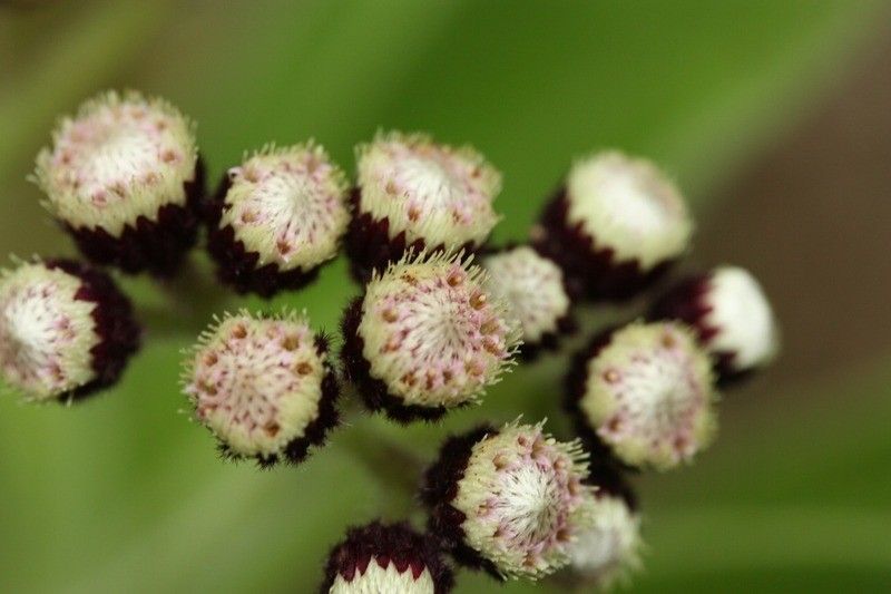 Psiadia anchusifolia flower