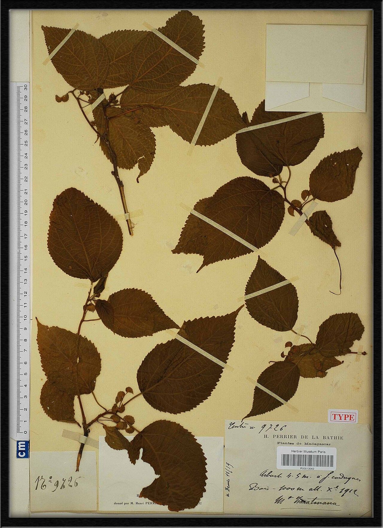 Acalypha lepidopagensis — houseplant care guide