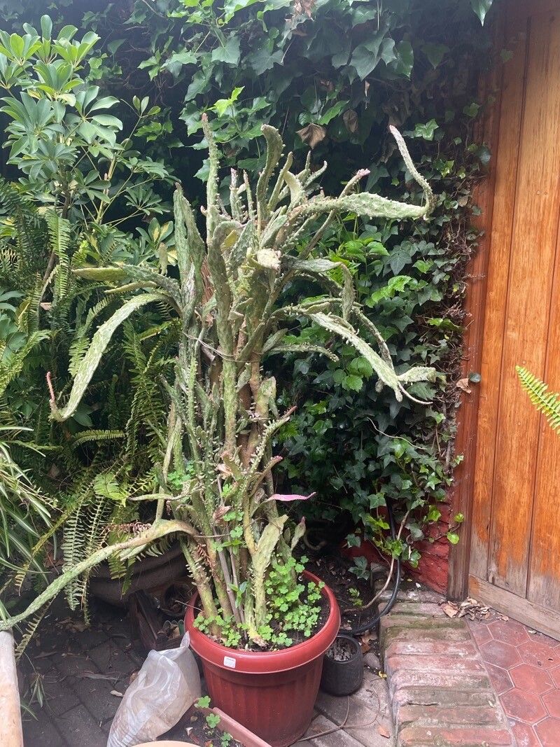 Opuntia triacanthos leaf