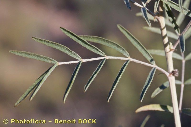 Astragalus hispanicus leaf