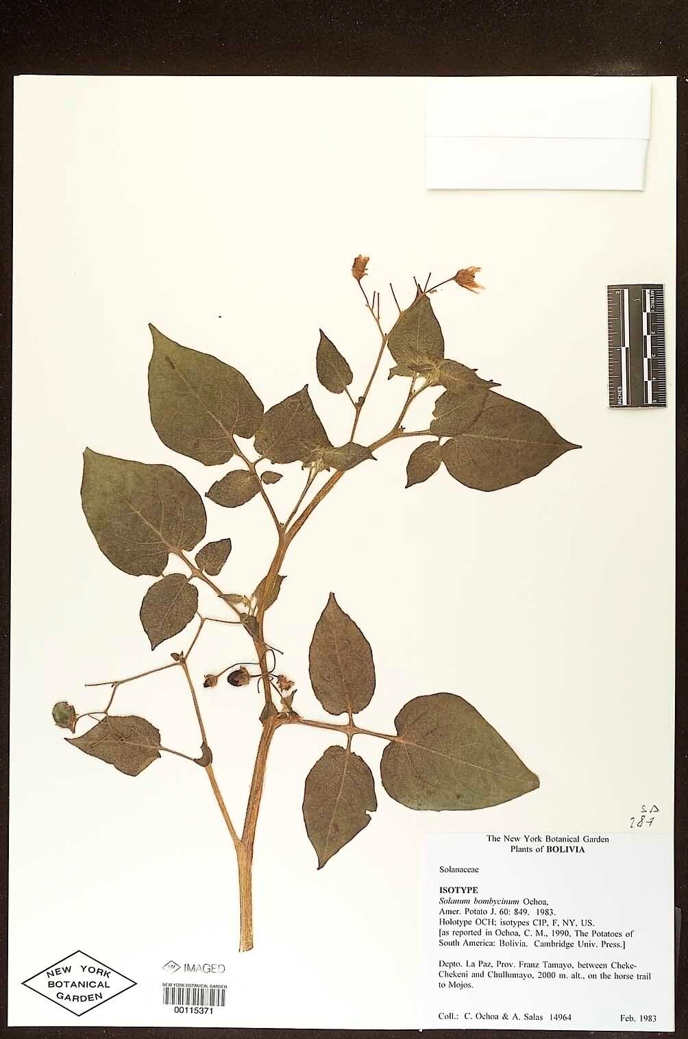 Solanum bombycinum — houseplant care guide
