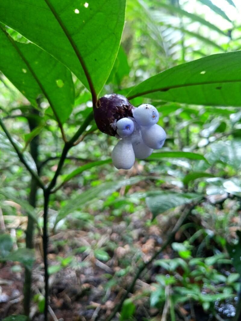 Palicourea apoda fruit