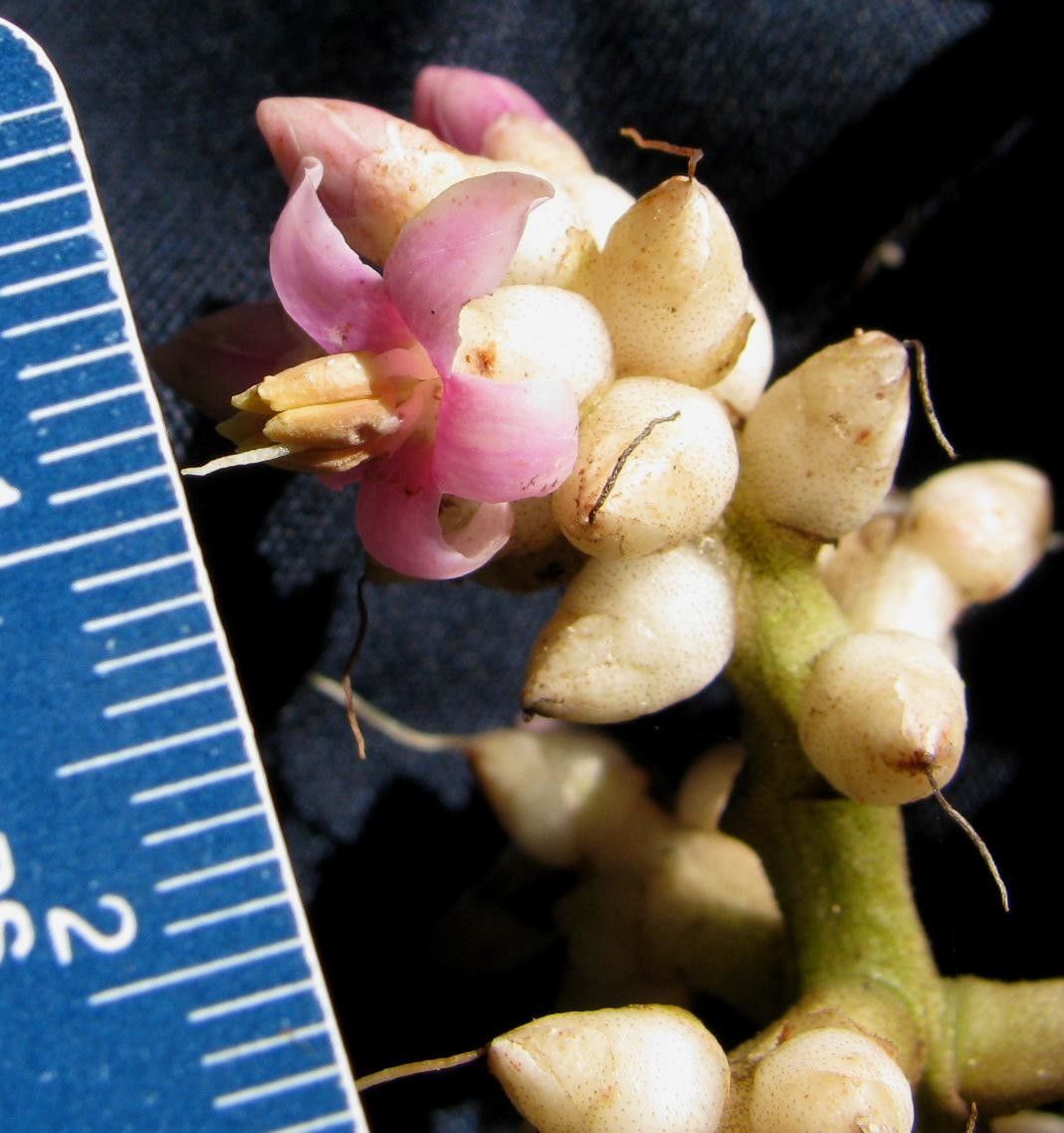 Ardisia furfuracea fruit