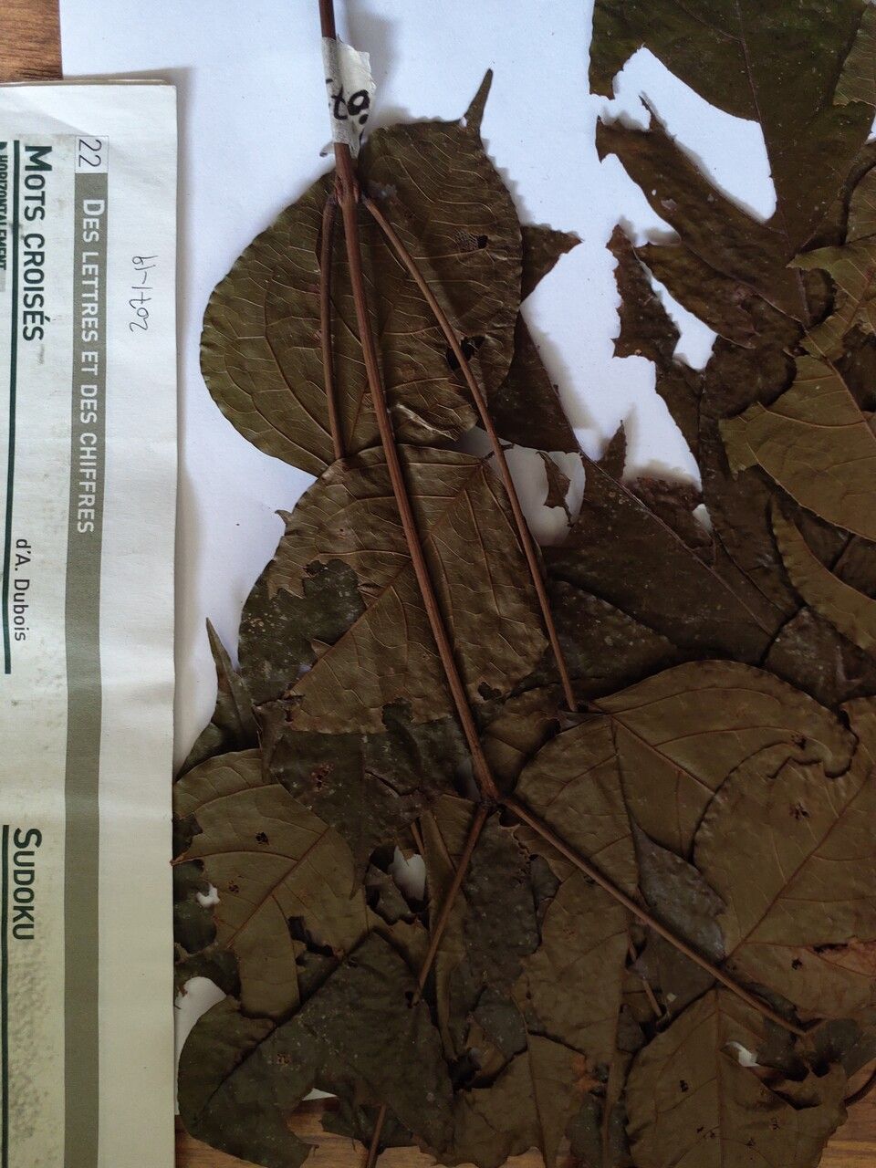 Stryphnodendron moricolor leaf