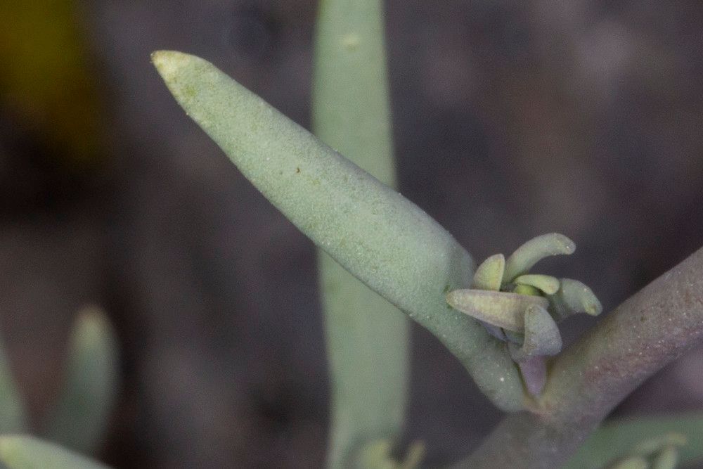 Linaria simplex leaf