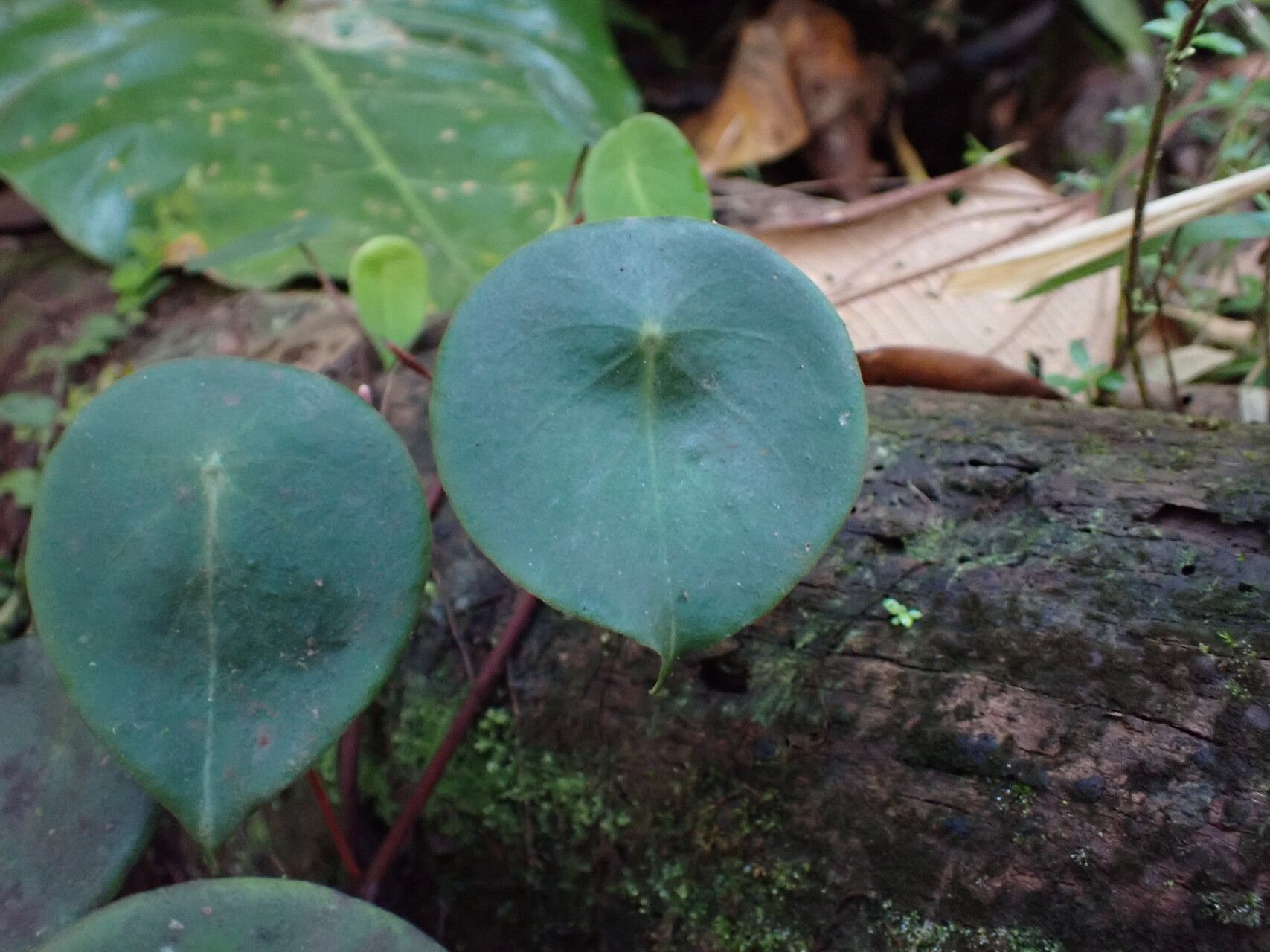 Peperomia hernandiifolia — houseplant care guide