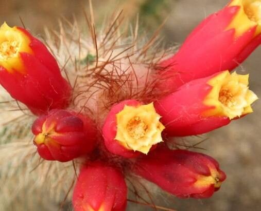 Arrojadoa dinae flower