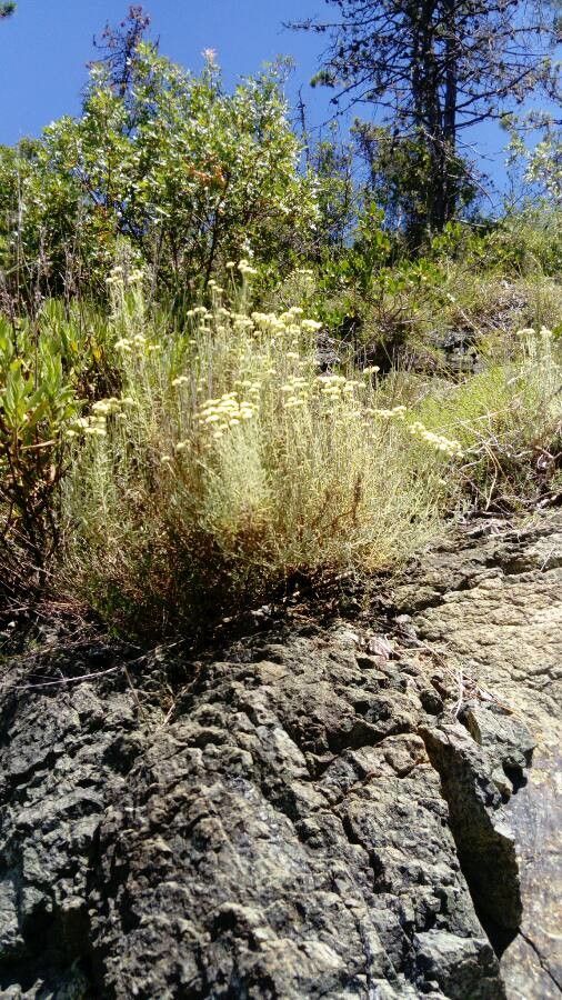 Santolina ligustica other