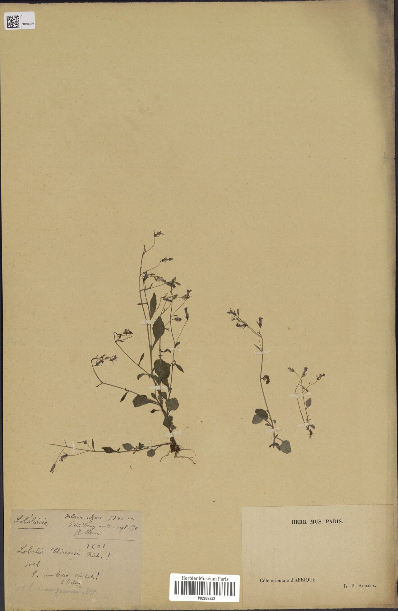 Lobelia chireensis — houseplant care guide