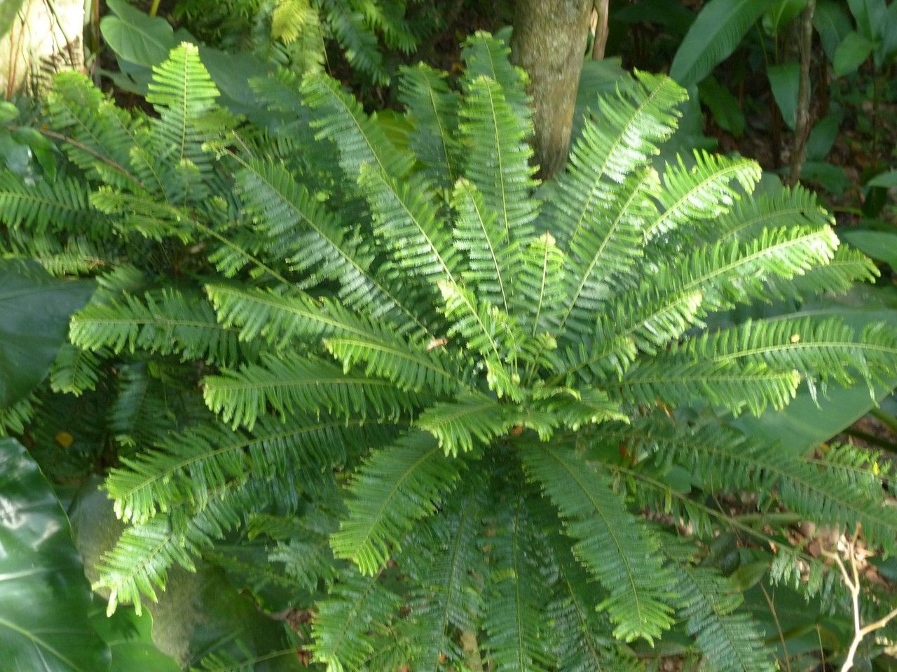 Phyllanthus mimosoides habit