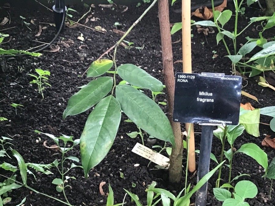 Mkilua fragrans — search result for 'Annonaceae'